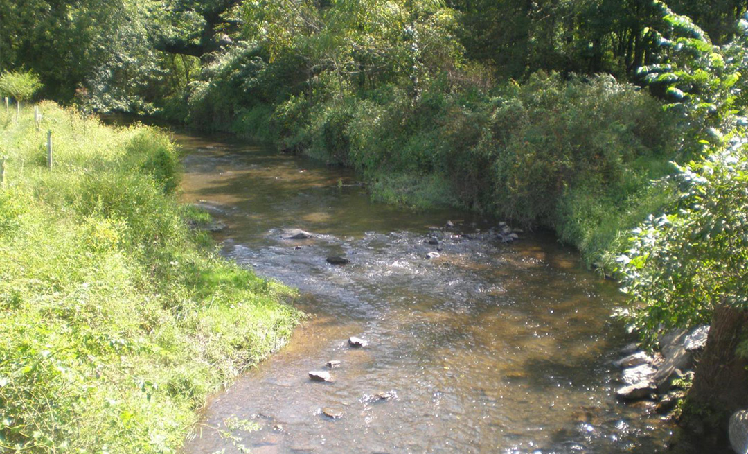 a small river in summer